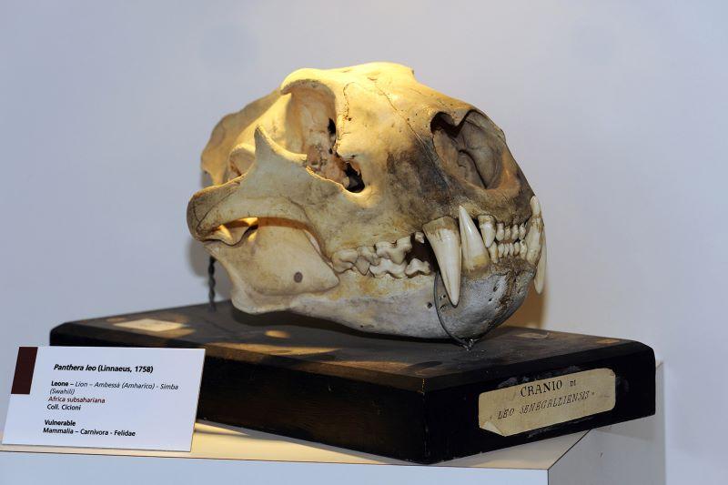 cranio leone foto