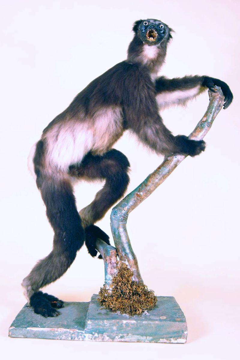 indri foto