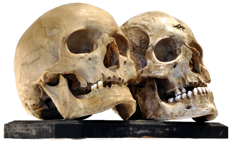 scuola paleoantropologia