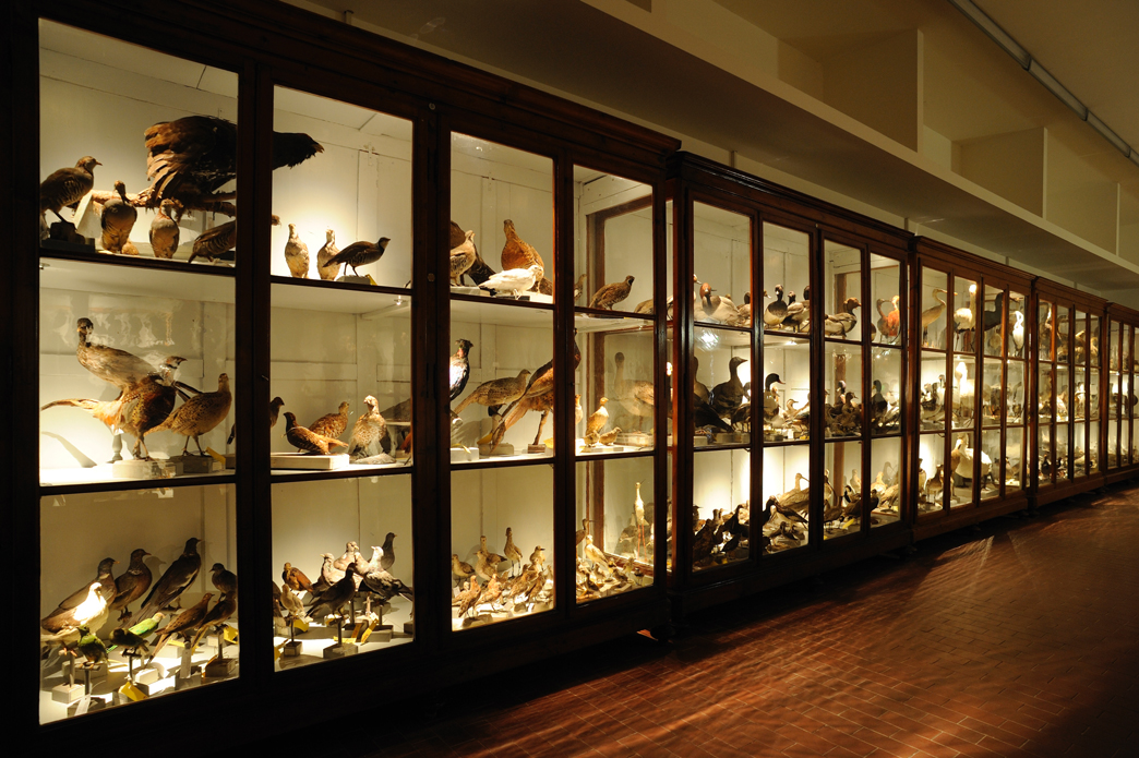 Archivio biodiversità collezione ornitologica