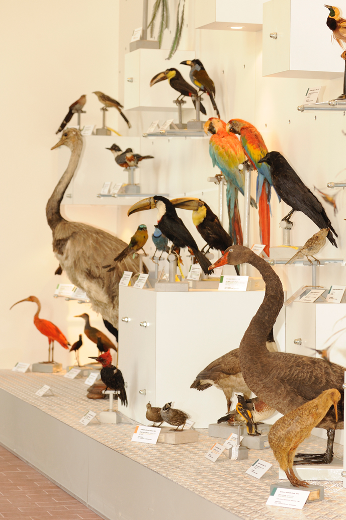 Collezione ornitologica G. Cicioni