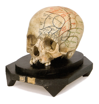 Cranio anatomia ridotto