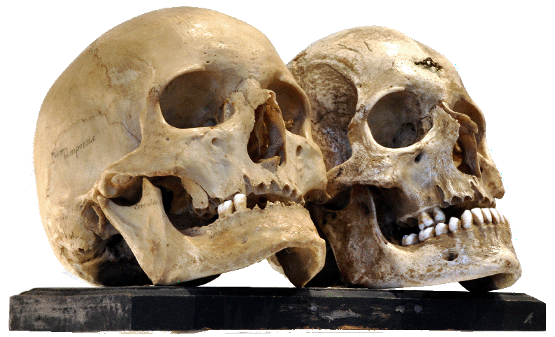 crani per scuola paleoantropologia ridotta
