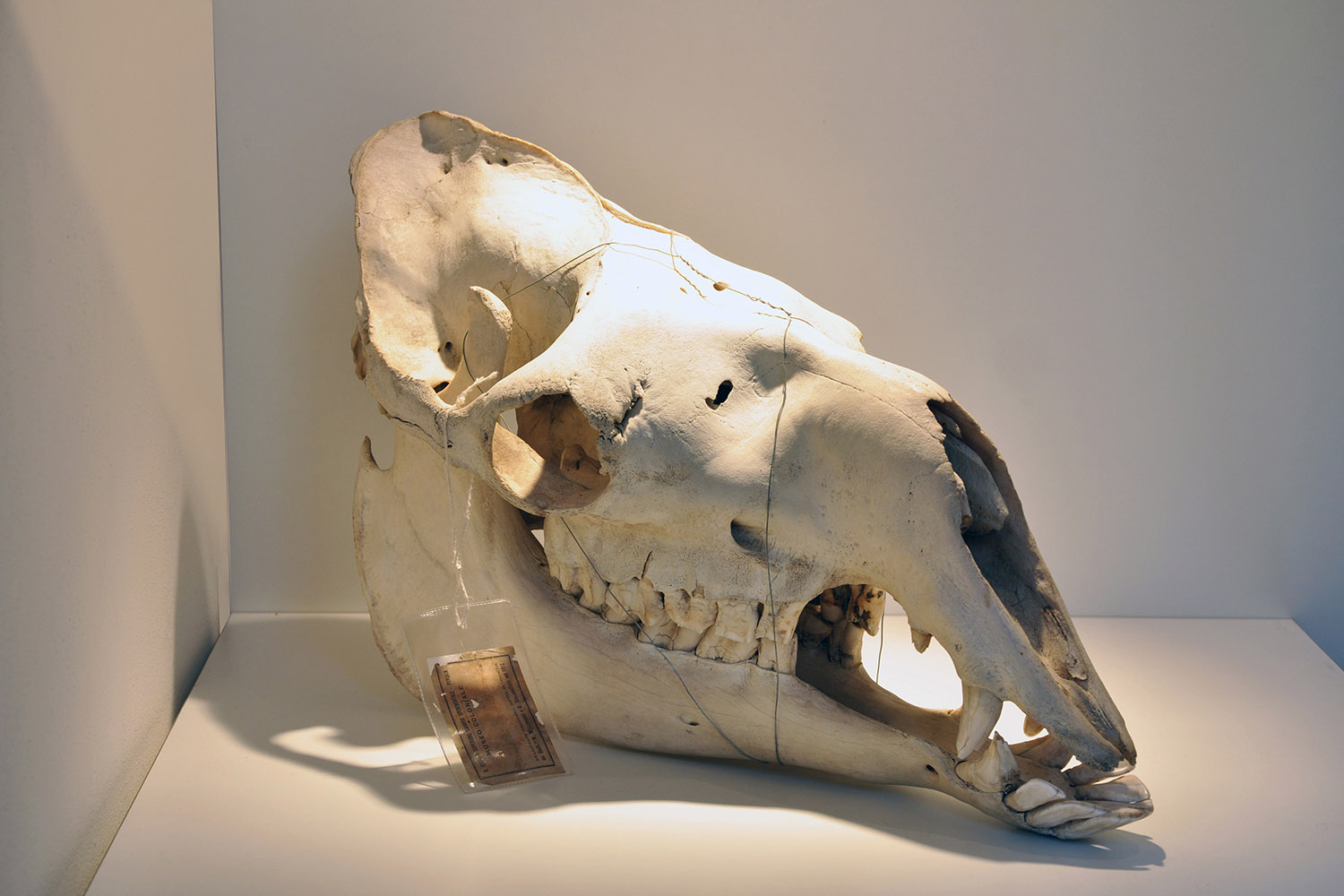cranio di dromedario