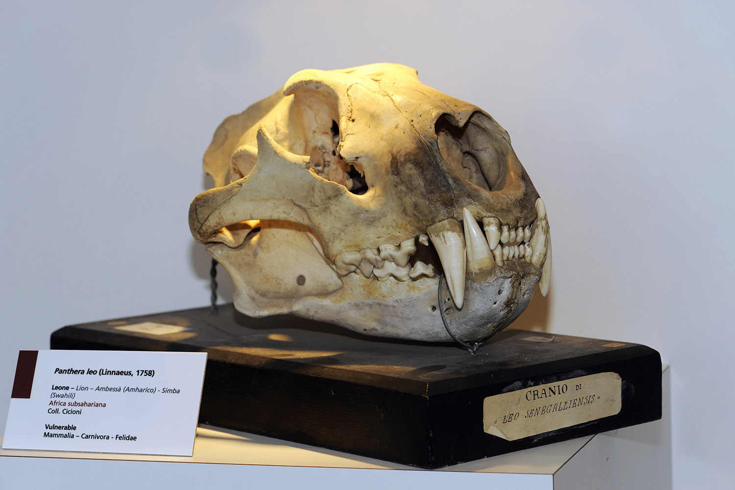cranio di leone africano